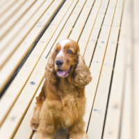 a dog sitting on wood-plastic composite decking
